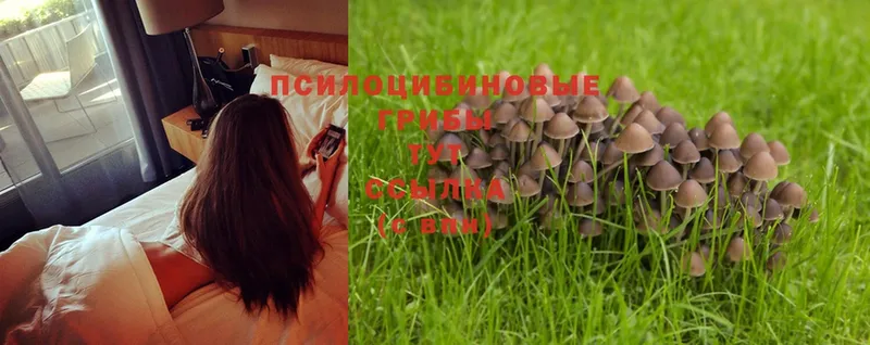 Галлюциногенные грибы MAGIC MUSHROOMS  Вилючинск 